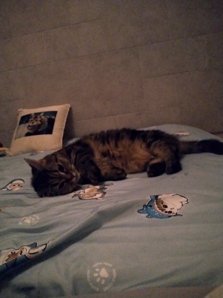 ままちゃんがAirweaveマットで寝るならこのサメにゃん🦈布団はアウリンカ🍎のものね❤うふっおやすみなさい
#猫がいる暮らし #猫好きさんと繋がりたい #CatsOfTwitter