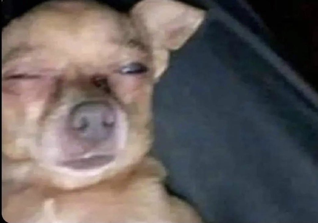 yo leyendo twitter por las noches