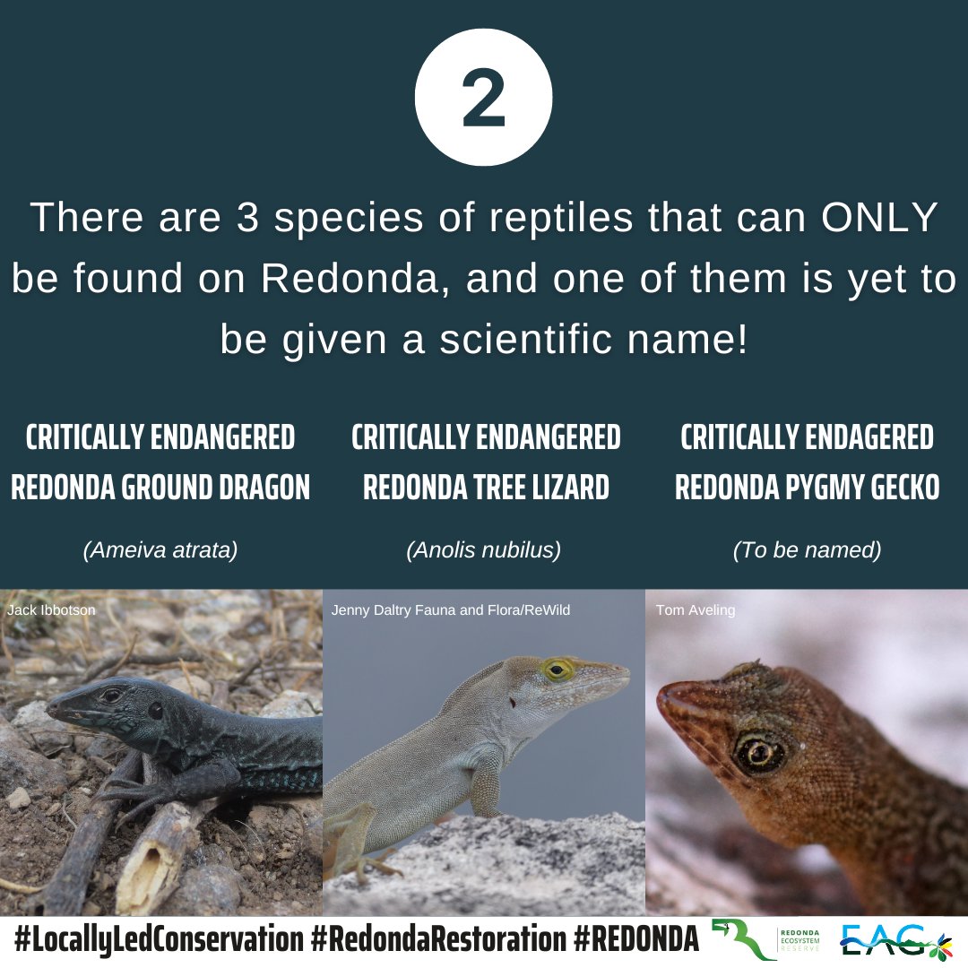 EAGAntigua's tweet photo. We can’t wait to celebrate Redonda with you!🥳
Happy Monday everyone!
As we prepare for our Redonda Celebration Fair, we’ll be popping in every now and then to share some of Redonda’s achievements!⛰️
Today, we’re sharing 3 FACTS that you should know about the island.
#Redona https://t.co/iDtznLP3qQ
