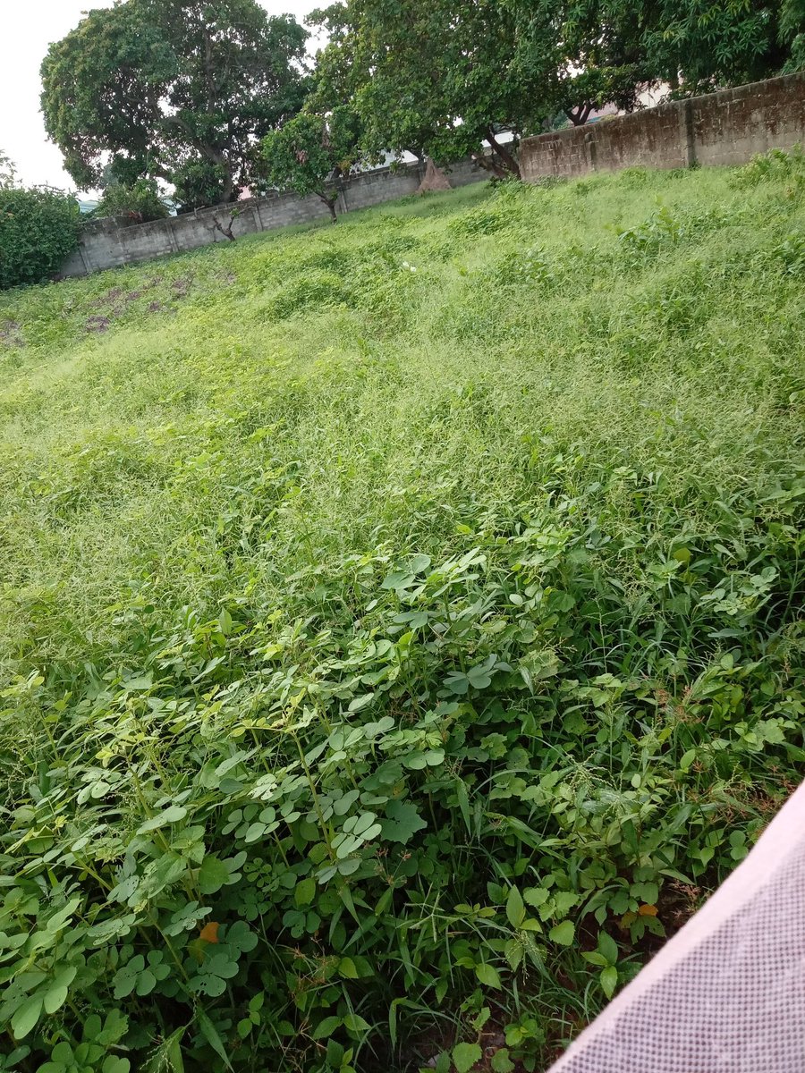 So, it looks like Shane Beamer will be hiring some new people before too long. Probably a new DC and RB coach. Both are terrible at this stage in the rebuild. You also have no choice now but to play freshmen OL because everyone else just flat out sucks.