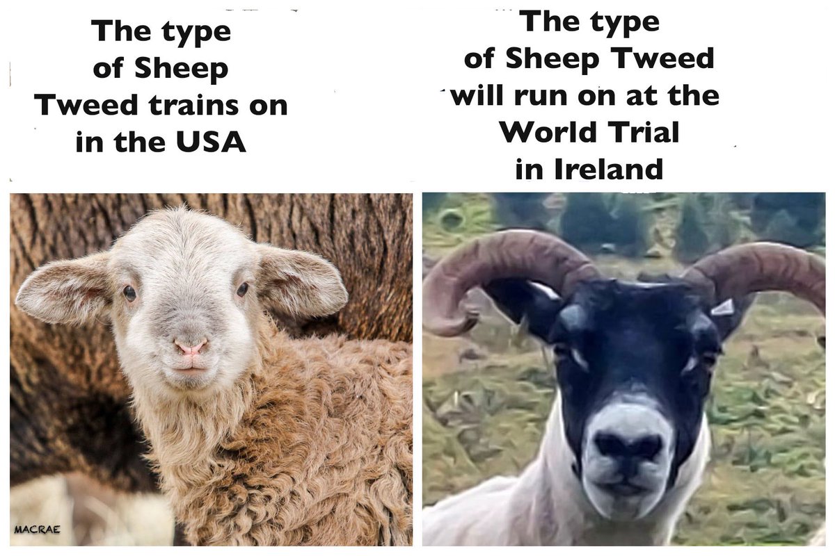 😳😅😂….The World Trial starts in just 9 days in Ireland 🥂🍀 
We depart end of the week , very excited! 🐾🐏

#sheepdog #sheep #scottishblackface