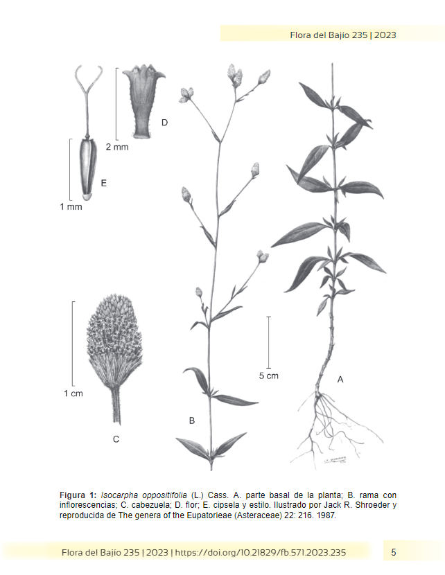TAsteraceae's tweet photo. Publican la segunda parte de las #Eupatorieae del #Bajío, correspondiente  las subtribus #Ayapaninae y #Trichocoroninae. Fascículo disponible en: https://t.co/2yP8YEDrEN

#Asteraceae #Isocarpha #Trichocronis https://t.co/xnVVNoepsJ