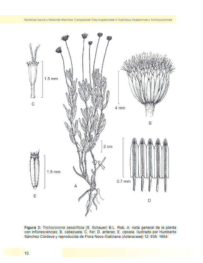 TAsteraceae's tweet photo. Publican la segunda parte de las #Eupatorieae del #Bajío, correspondiente  las subtribus #Ayapaninae y #Trichocoroninae. Fascículo disponible en: https://t.co/2yP8YEDrEN

#Asteraceae #Isocarpha #Trichocronis https://t.co/xnVVNoepsJ