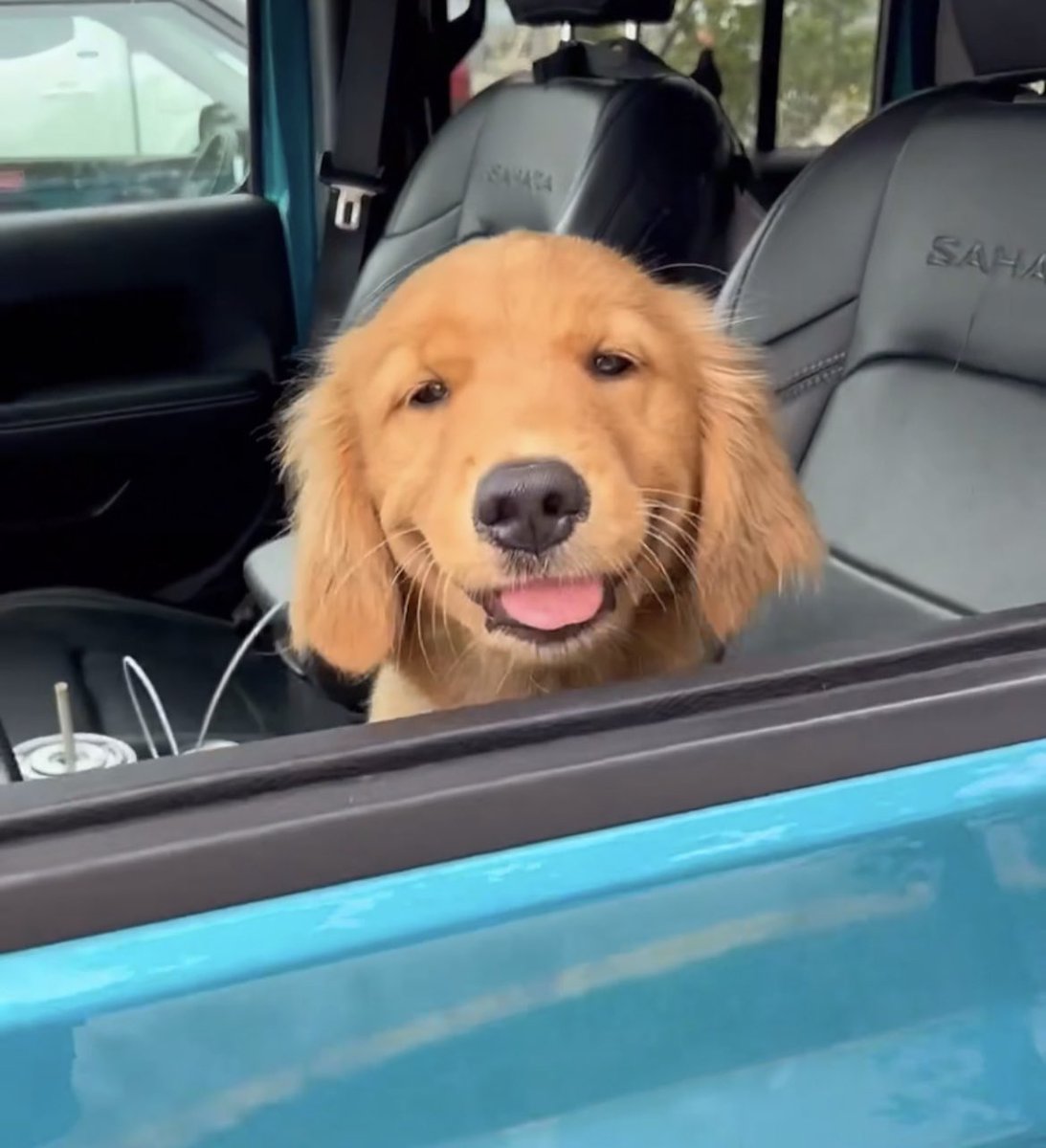 fetaschaos's tweet photo. @TheGoldenRatio4 LOOK AT THIS CUTE FACE 🥰 https://t.co/kcivhIff5m