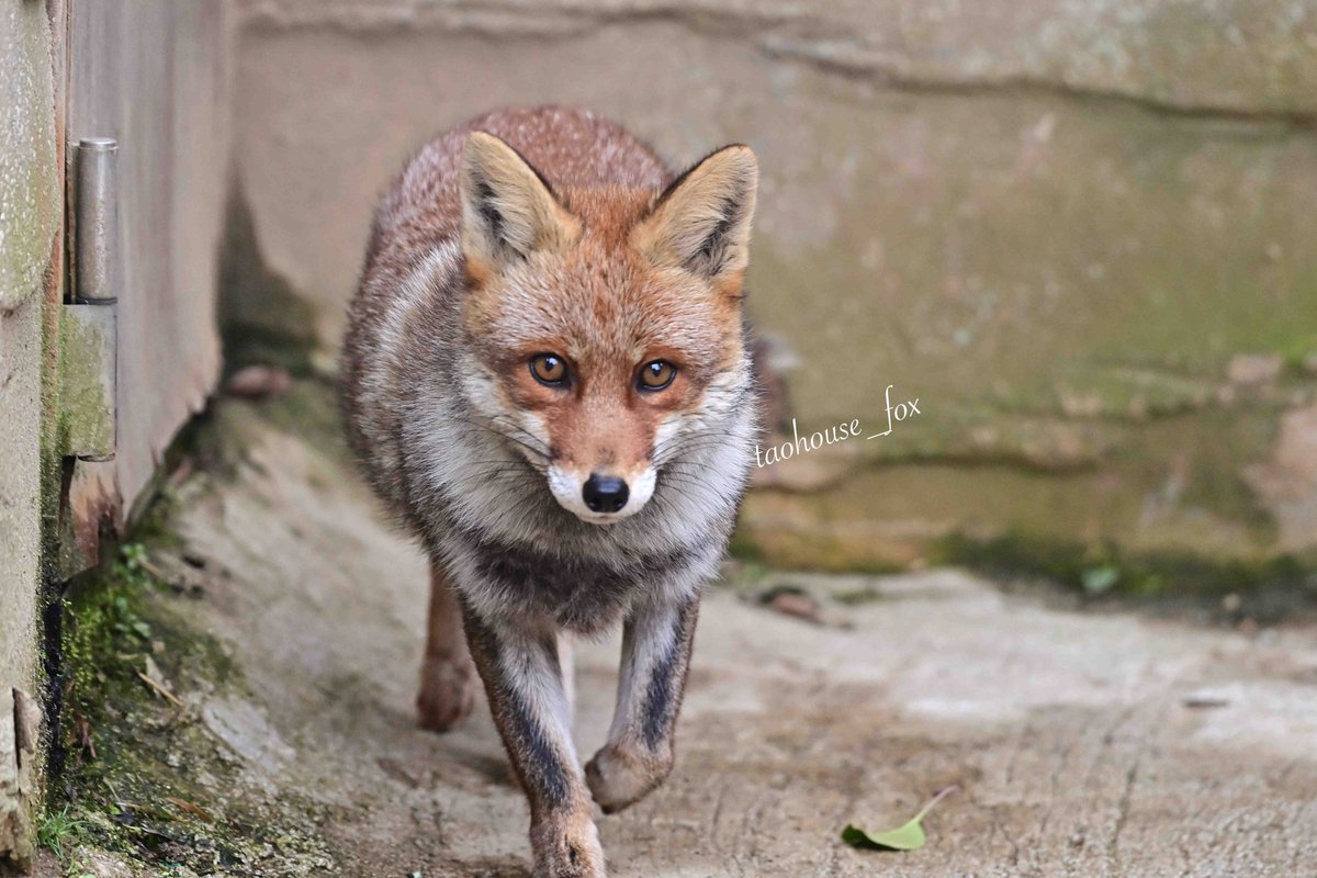 Foxssil(フォクシル) おきつね全国地図4/11ver公開しました! tweet media