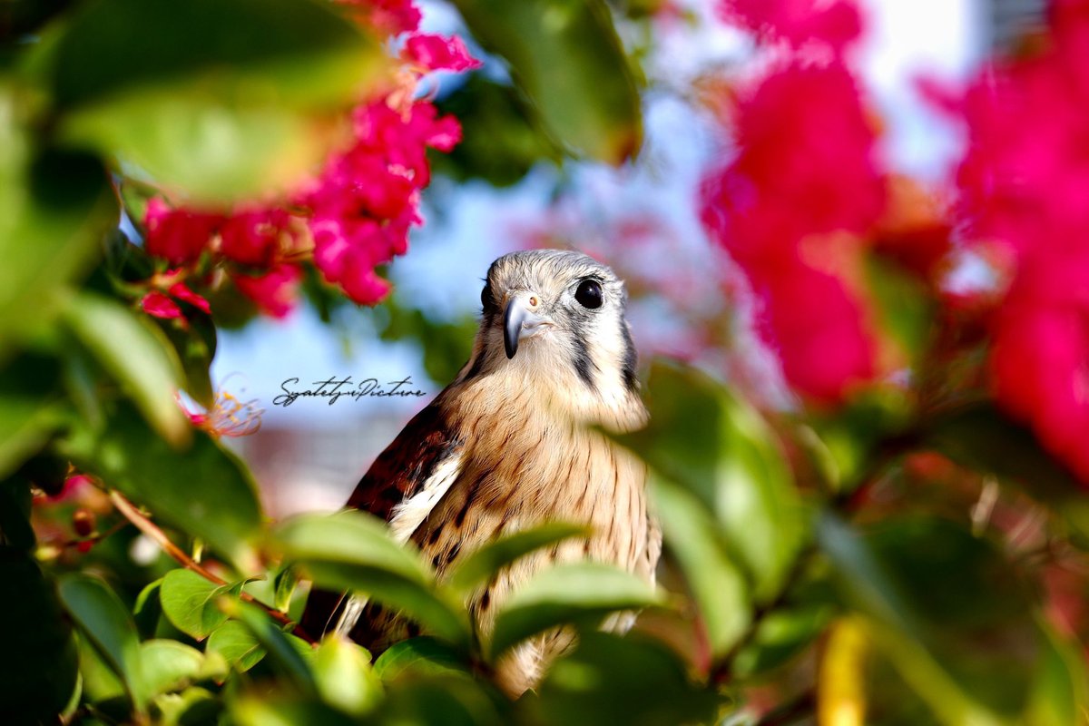 『American Kestrel』

#アメリカチョウゲンボウ
#今日のファルミ
#pentaxk3mkiii
#PENTAX
#写真好きな人と繋がりたい 
#カメラ好きな人と繫がりたい
#写真で伝える私の世界 
#ファインダー越しの私の世界