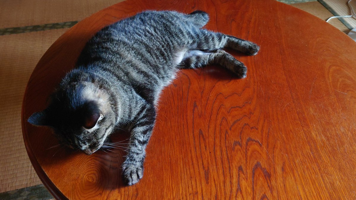 pome_xt250's tweet photo. カンナさんは朝から風通しの良い部屋の座卓の上で寝ていました。
朝は涼しいので近頃はここがお気に入りになっています。
#猫のいる暮らし #キジトラ https://t.co/G1Wxy8rdbF
