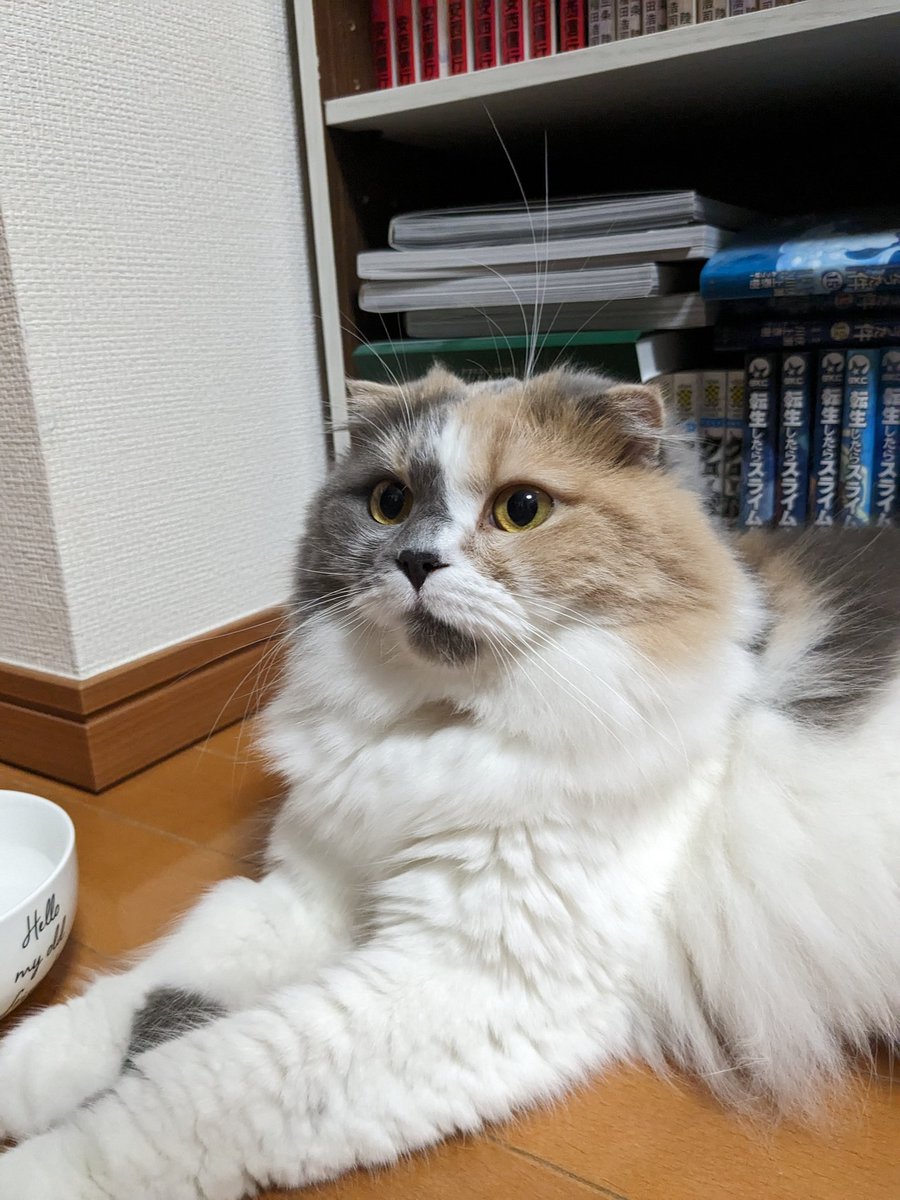 MoKo_1_16's tweet photo. 落ちてたヒゲで遊んですまん
違和感なくてあんまりわからないね、、

#ねこ #猫 #もこ https://t.co/m41G7scBQg