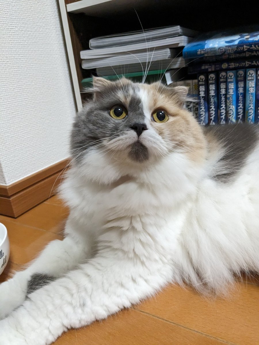 MoKo_1_16's tweet photo. 落ちてたヒゲで遊んですまん
違和感なくてあんまりわからないね、、

#ねこ #猫 #もこ https://t.co/m41G7scBQg
