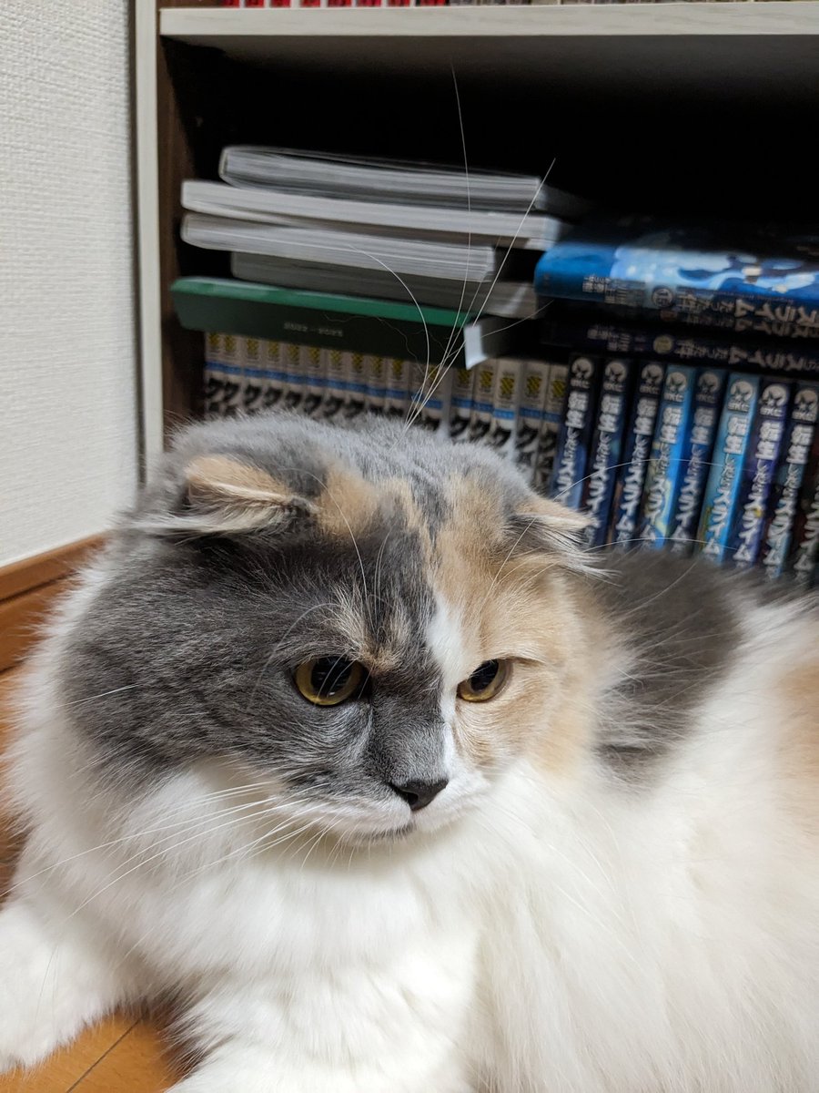 MoKo_1_16's tweet photo. 落ちてたヒゲで遊んですまん
違和感なくてあんまりわからないね、、

#ねこ #猫 #もこ https://t.co/m41G7scBQg