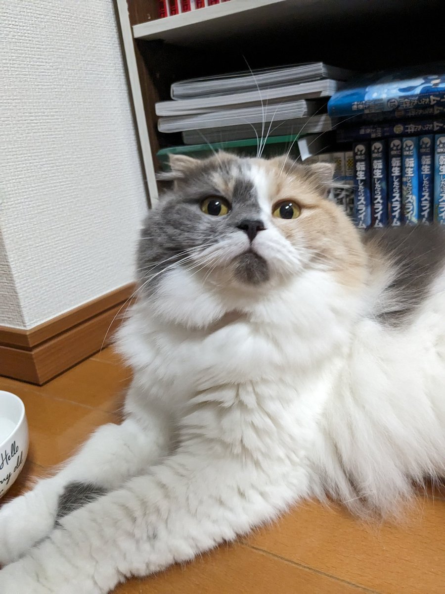 MoKo_1_16's tweet photo. 落ちてたヒゲで遊んですまん
違和感なくてあんまりわからないね、、

#ねこ #猫 #もこ https://t.co/m41G7scBQg