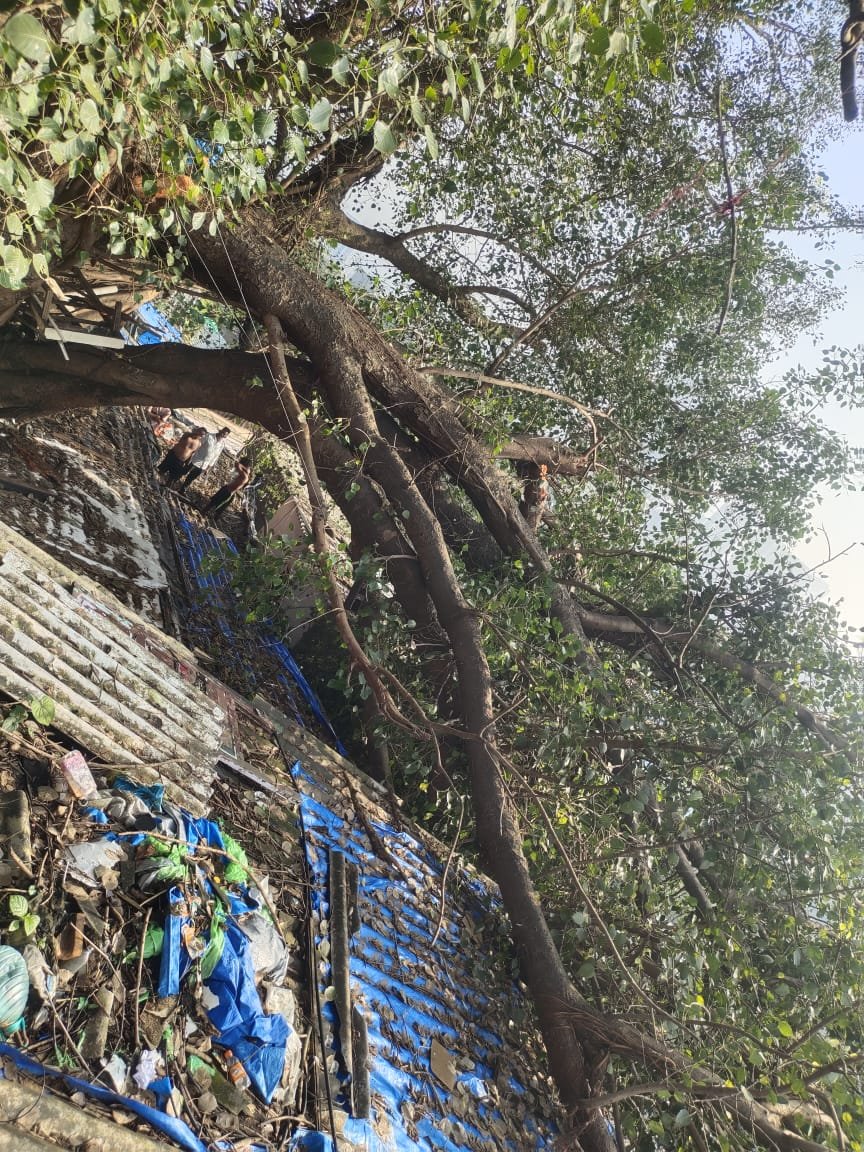VishnuK_X's tweet photo. @mybmc @mybmcWardS 
वॉर्ड 120 मधील सिध्दार्थ, सूर्यनगर मध्ये वडाची मोठी फांदी तुटून झाडात अडकली आहे तरीही त्वरित ती काढून घ्यावी व संभाव्य हानी टाळण्यासाठी सहकार्य करावे https://t.co/51RZ5uU5p2