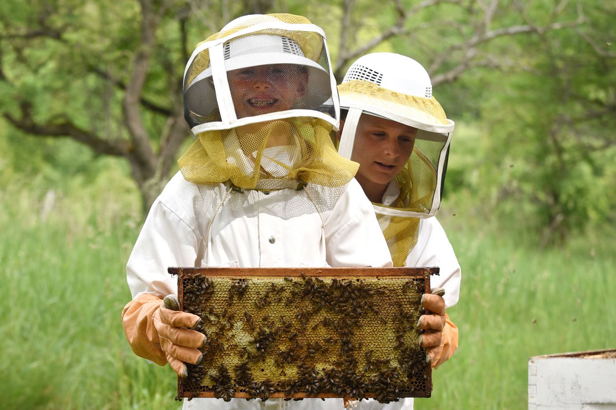 Toronto District School Board tweet media