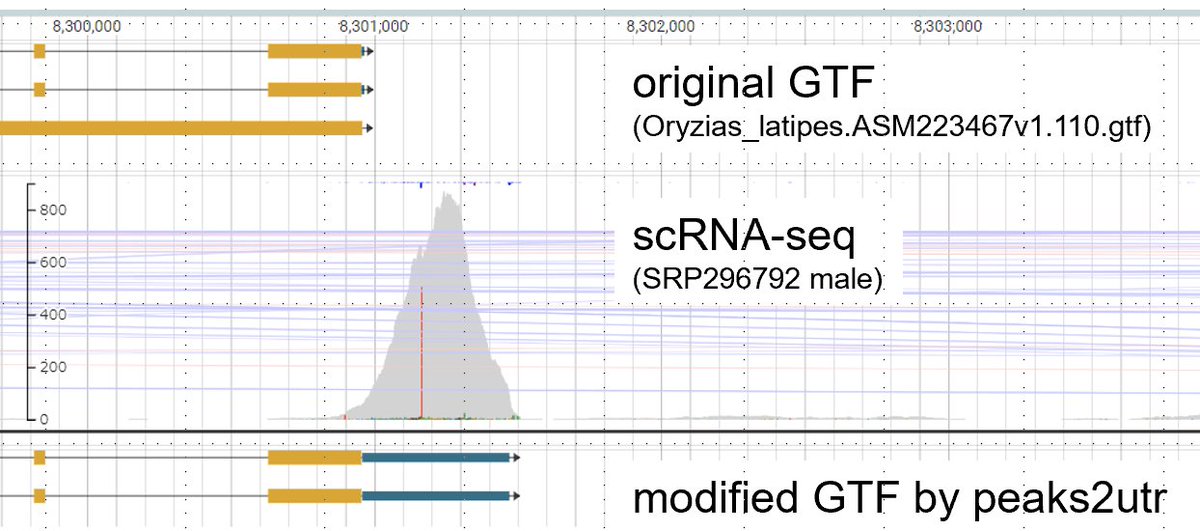 NBRP Medaka Informatics (@nbrpmedakaomix) on Twitter photo Releasing our guide to extending 3'UTRs using #peaks2utr
github.com/Squalomix/utr-…
There could be better solutions, but we believe this is a handy way wroth testing.
This activity will be briefly introduced at the upcoming #zsj94 conference.
#NBRPメダカ #動物学会 <a href="/10xGenomics/">10x Genomics</a> Releasing our guide to extending 3'UTRs using #peaks2utr
github.com/Squalomix/utr-…
There could be better solutions, but we believe this is a handy way wroth testing.
This activity will be briefly introduced at the upcoming #zsj94 conference.
#NBRPメダカ #動物学会 <a href="/10xGenomics/">10x Genomics</a>