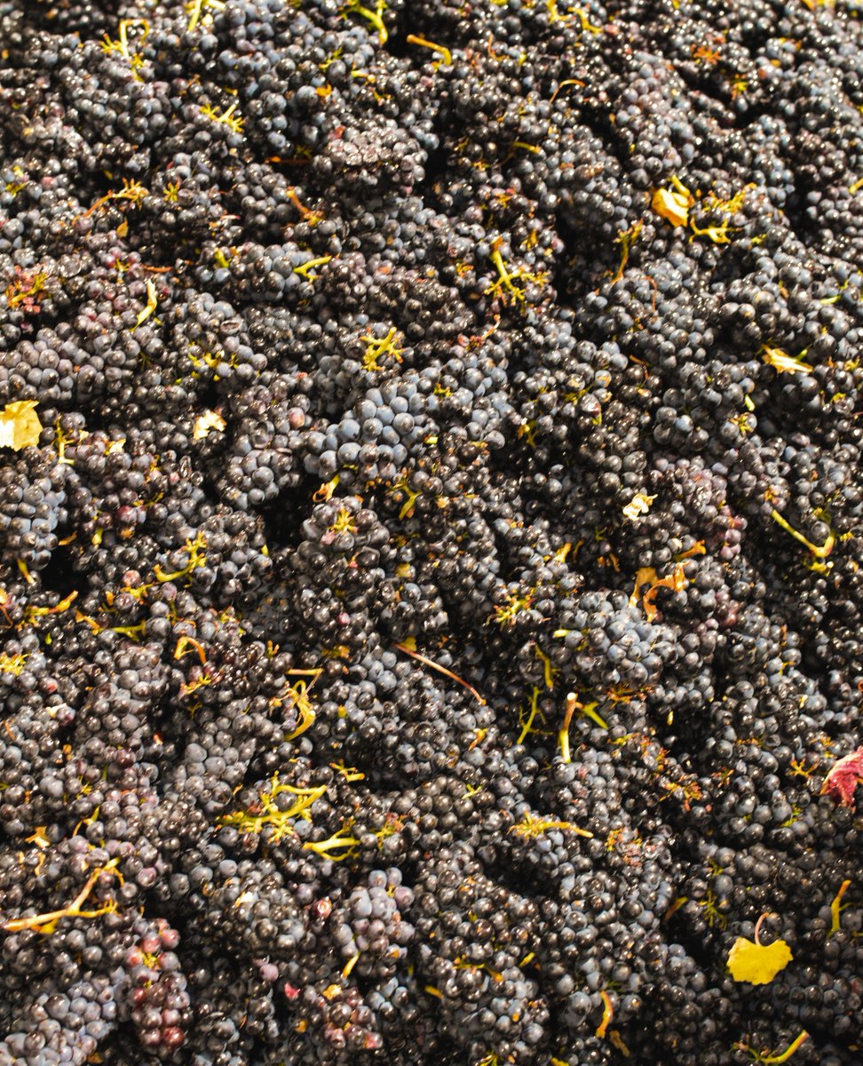 We proudly make Allan Scott Wines in New Zealand for everyone to enjoy worldwide. We'd love to know 'where in the world' you'll be when pouring your next glass of Allan Scott Wines?

allanscott.com