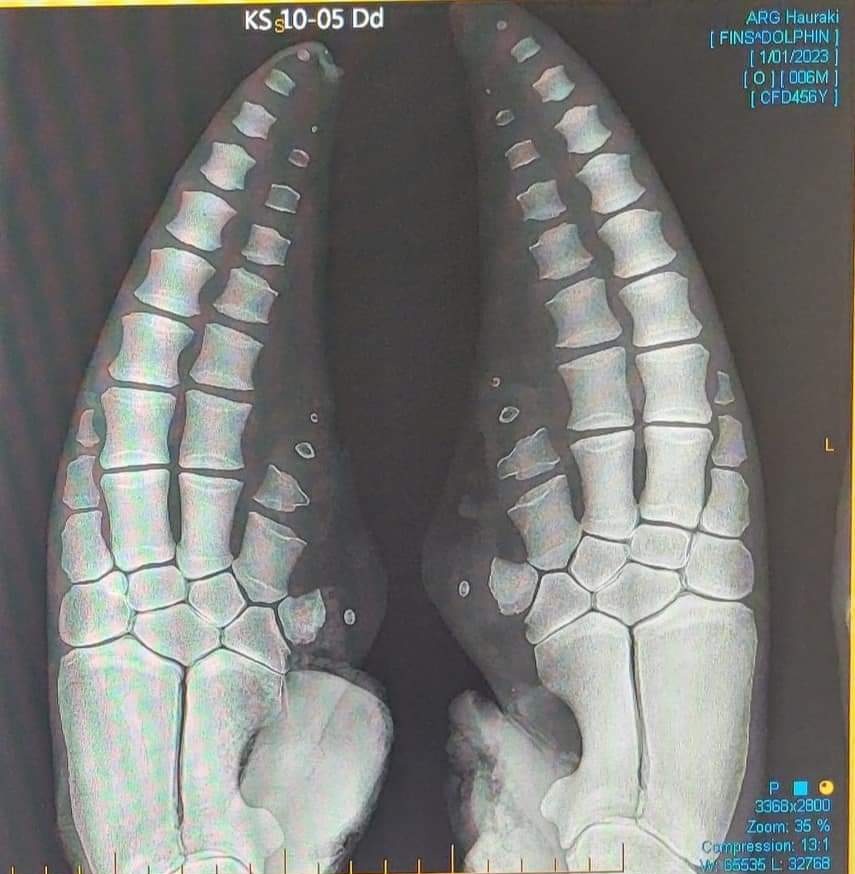 CERG PhD student <a href="/E_Hanninger/">Eva-Maria Hanninger</a> is exploring the gems of our 25y pectoral forelimb collection to examine growth, aging and congenital anomalies in Delphinus #CetaceanEcologyResearchGroup <a href="/NatSciMassey/">Natural Sciences at Massey</a>, #stranding #veterinaryanatomy
