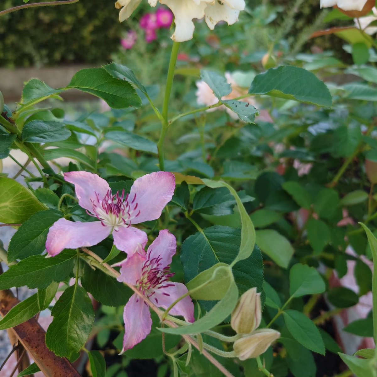 OGUNI73169459's tweet photo. クレマチス開花
薔薇も開花して
美しく共演しております。
あと3種開花まち。
#Oguni
#善通寺 #香川県 #四国
#クレマチス https://t.co/nu7ZADrx79