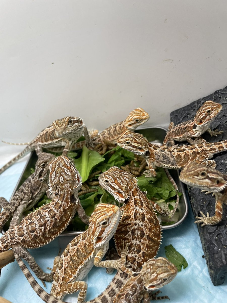 922_pk's tweet photo. 今日は最後のお引渡し🥹
元気でキレイなこの子達🥰
愛情たっぷり注いでもらって、しっかり育つんやよ˶˙ᵕ˙ )ノ゙
#フトアゴヒゲトカゲ #フトアゴ #フトアゴベビー #爬虫類の居る暮らし #爬虫類好きと繋がりたい #beardedlizard https://t.co/4iYS5hsUAQ