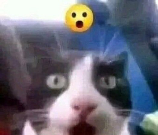 Surprised Face Meme Cat