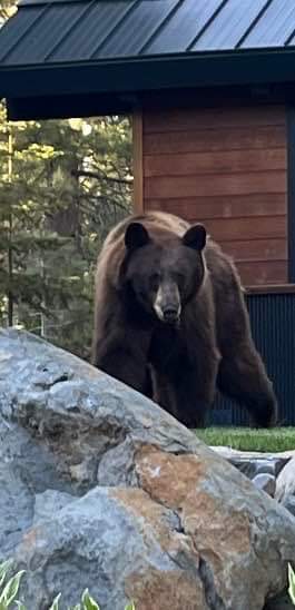 This guy's looking hungry he must have smelled my salmon cooking. Time to break out my air horn!