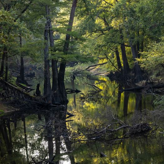 Riverbend Outfitters

It's a pretty good place to not labor on Labor Day, but the Big Cypress Bayou is definitely low. As the leaves fall and the flow increases, it will be downright magical in the coming months! Compliments of Riverbend Outfitters in Historical Jefferson Texas.