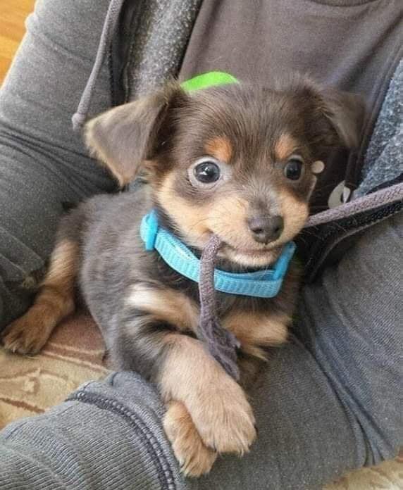 TweeetsOfDogs's tweet photo. I was just adopted, don't scroll without say hello to me 👋🏻 🥰 https://t.co/cnB0R92LeL