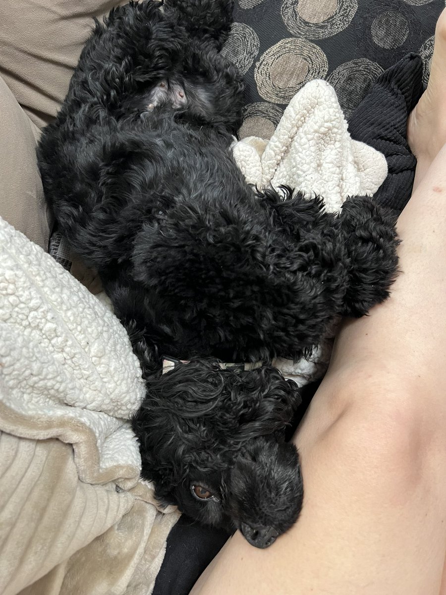 LadybugBarkAlot's tweet image. Nurse 🍁 administering TLC