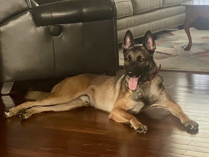 Big tough boy.  Terrified of Mickey Mouse cartoons. https://t.co/XAYOc3z5ve<a href="/tag/jordancon"class="tags"><span>#jordancon</span></a><a href="/tag/jordancon2024"class="tags"><span>#jordancon2024</span></a>