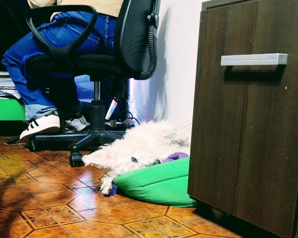 soyclaudiaduran's tweet image. Dónde está el 🐕? 
#ModoLunes, con fiaca... Siempre❤️