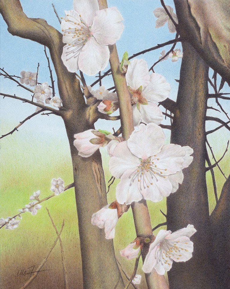 SOLD! Thank you, Red Trillium Gallery! 

Plum Blossoms - colored pencil on Bristol paper, 16' x 20'

#redtrilliumgallery #pdxgallery #troutdaleoregon #troutdalegallery #troutdaleartgallery #artgallery #artlife #artistlife #artinthegorge #columbiarivergorge #pnwartists #artsold