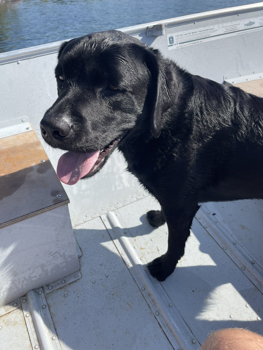 CCG_Retired's tweet photo. We headed out on the lake today to have a look at the wreck of a tug - the Minnehaha - that sank in 1895. Someone was a very good boy in the boat. https://t.co/HDHNG6f3z5