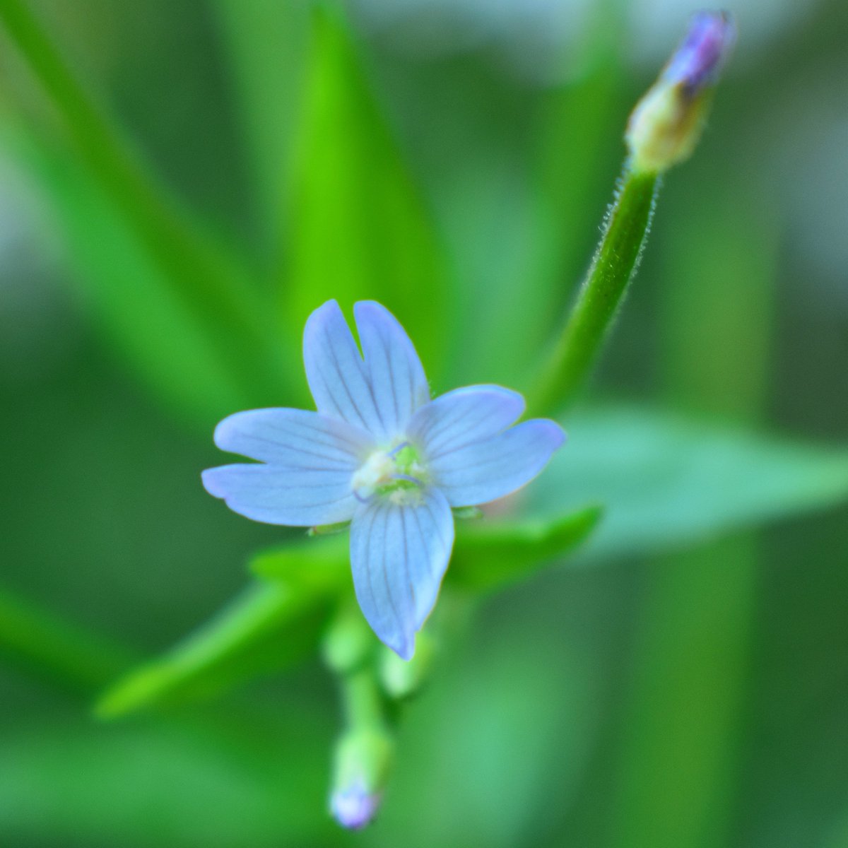 yanneyboy1's tweet photo. Tiny wildflower of the day! (about 1/4 inch in width)
#wildflower #tinyflower #seekingnaturesbeauty https://t.co/gkAtEZp2uN