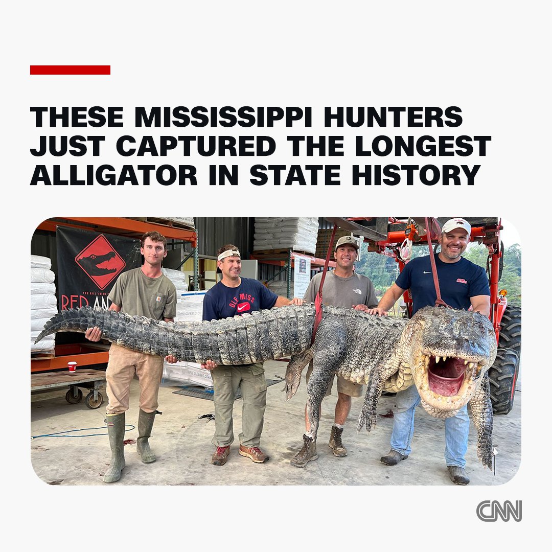 A group of hunters in Mississippi broke the state record for the longest alligator ever captured in the state with a 14-foot-3-inch reptile weighing just over 800 pounds cnn.it/3EqoE6D