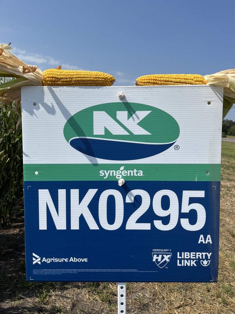 NKSD_SouthernMN's tweet image. NK0295-AA is not only an industry leader against Tar Sport, it has plenty of gas in the gas tank to be a top performer in yield at this relative maturity!  

@NKSeeds @BaerCody1 #GrowNK23 #PlacedToPerform #SuccessMatters