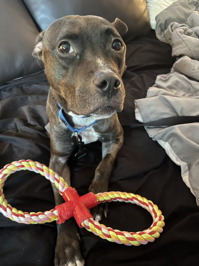 Keith Olbermann's Dogs tweet media