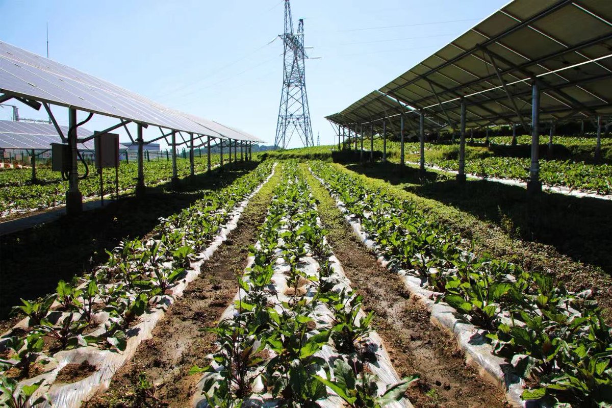 ChinaSPIC's tweet photo. #TogetherwithSPIC The Agriculture and PV Integrated Project of #SIPC GUIZHOU JINYUAN CO., LTD., focusing on increasing farmers' income, promoting industry development, has been honored with the Global Solicitation on Best Poverty Reduction Practices Award. https://t.co/r00S3iyHCH https://t.co/Qpmnkm1OgB