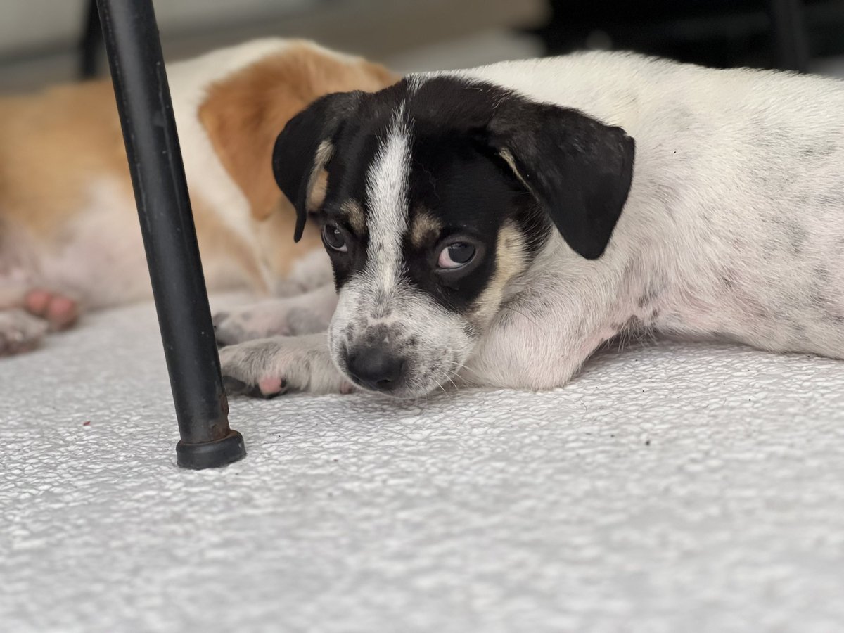 Hi. Are you sick of seeing Frankie yet? How about the foster pups? 😁 here’s some pics I forgot to post from the past couple weeks.