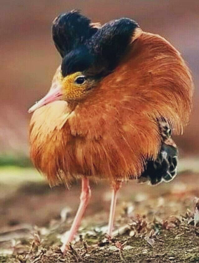SalishBeauty_'s tweet image. What is this bird thinking?

#SillyTweets #FunTweets #storyteller #Storytelling #TwitterFun #PlayAlong #BirdsOfTwitter #PrettyBird #Animals #NatureBeauty #Birds #naturelovers