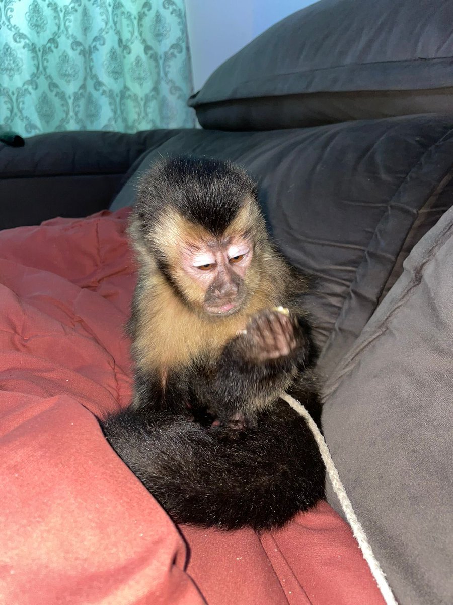 Playboy 🐒🥰