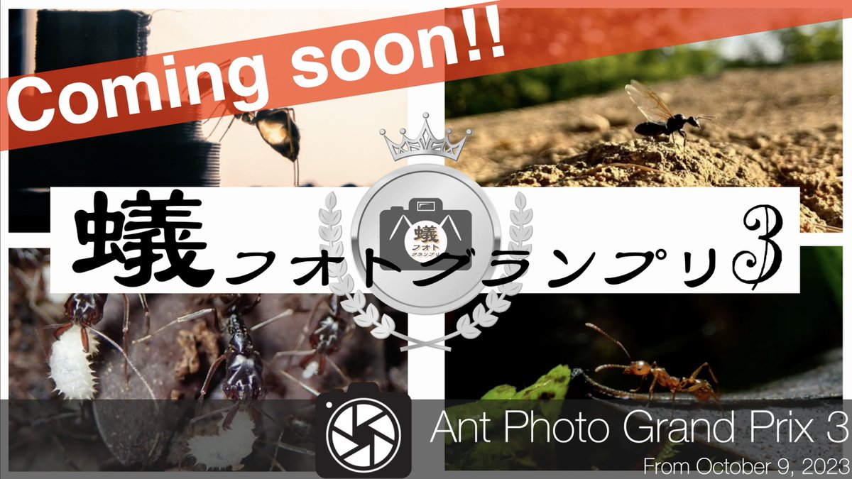 ariuncyclopedia's tweet photo. 📸第3回蟻フォトグランプリ！！📸
🍁開幕まで1ヶ月🍁

【アリの写真】を撮って【作品名(タイトル)】を付けて応募するだけ！
個々のセンスが光るフォトコンテスト！
第3回大会は2023年10月10月から開催されます(応募締切10/7)！

🔷上位入賞者(1~3位＋審査員特別賞)
→ オリジナル盾風バッジ

🔷参加者全員
→ オリジナルフォトフレームを付けて作品をお返しします。

今回のゲスト審査員はあんつべさん@antsbase_label です！

蟻フォトで楽しい秋を過ごしましょう🍁