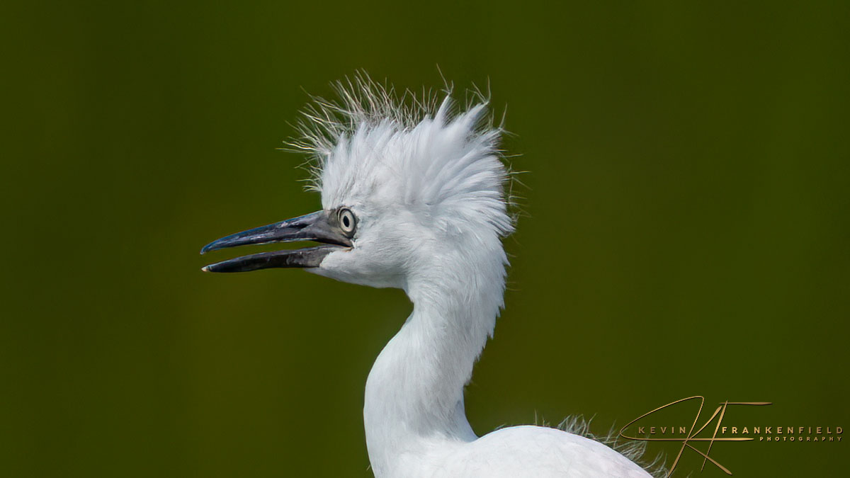 #littleblueheron #babybird #heron #birdphotography #naturephotography #wildlifephotography #wadingbirds