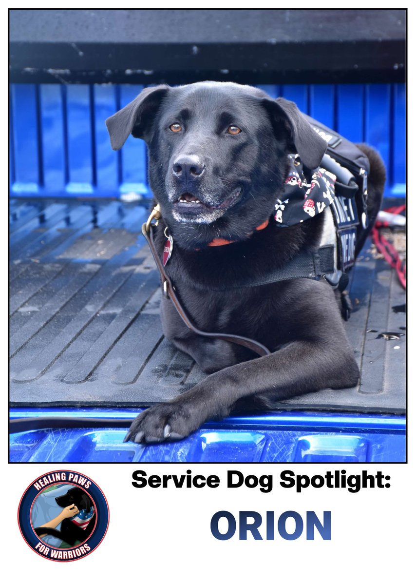 As part of National Service Dog (Awareness) Month, we are paying tribute to our #k9s. Today we spotlight Orion, the "face" of Healing Paws &amp; co-founder Mike Arena's first service dog. Orion, a rescue, retired in 2020 after 70 dog years of service!
#HP4Ws