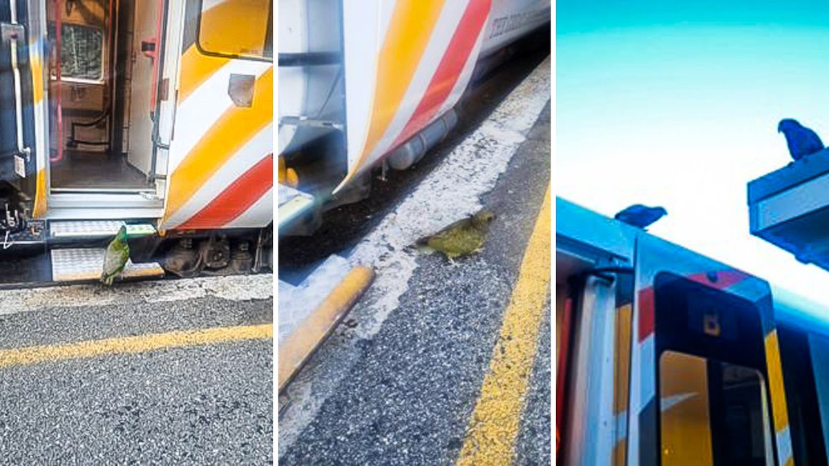 GreatJourneysNZ's tweet photo. Cheeky keas have been greeting the TranzAlpine train at Arthur's Pass station lately. ‘They even try to get into the train!’, says train manager Kelly-Anne. 

These endangered parrots are native to NZ's alpine regions and are known for their intelligence. #NZWildlife #TranzAlpine https://t.co/kfuwxPRKOI