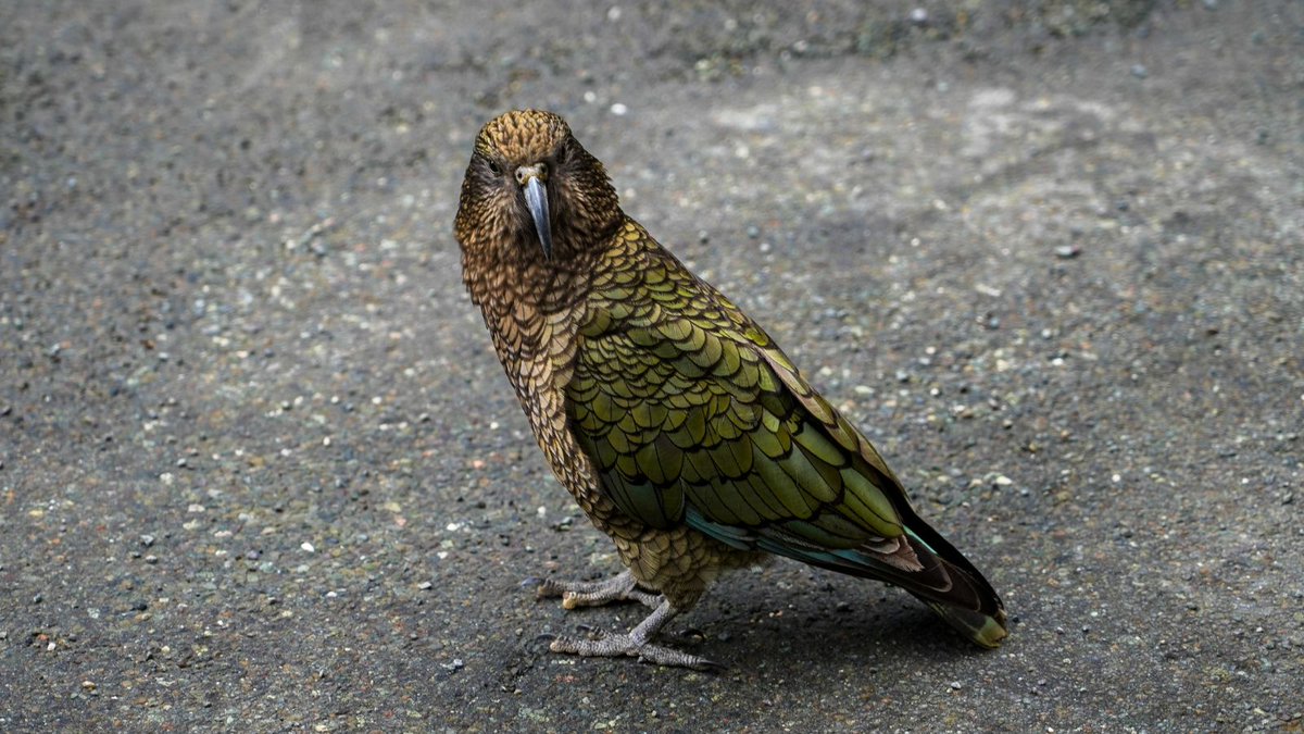 GreatJourneysNZ's tweet photo. Cheeky keas have been greeting the TranzAlpine train at Arthur's Pass station lately. ‘They even try to get into the train!’, says train manager Kelly-Anne. 

These endangered parrots are native to NZ's alpine regions and are known for their intelligence. #NZWildlife #TranzAlpine https://t.co/kfuwxPRKOI