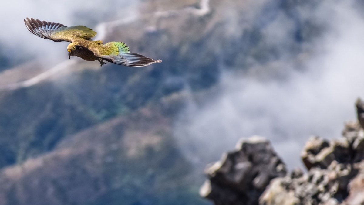 GreatJourneysNZ's tweet photo. Cheeky keas have been greeting the TranzAlpine train at Arthur's Pass station lately. ‘They even try to get into the train!’, says train manager Kelly-Anne. 

These endangered parrots are native to NZ's alpine regions and are known for their intelligence. #NZWildlife #TranzAlpine https://t.co/kfuwxPRKOI