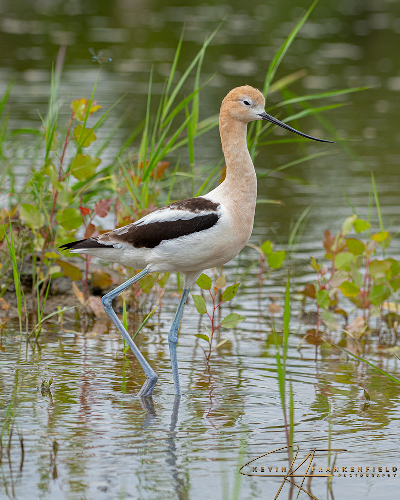 #americanavocet #birding #birdphotography #birdwatching #NaturePhotography