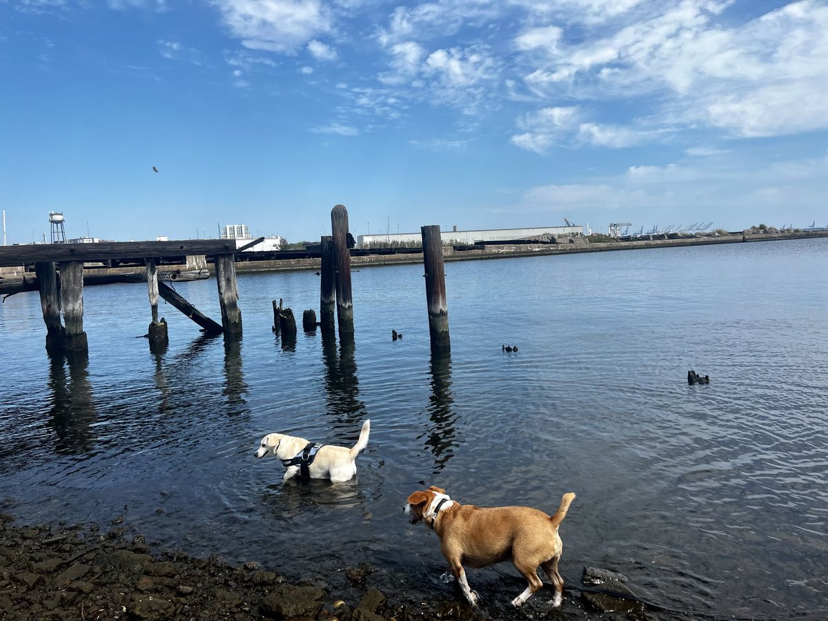 OanaBrooks's tweet photo. @isabel_cumming Penny and Eddie enjoyed it as well, as we ventured about on the #Peninsula in this #BaltimoreHeatwave https://t.co/gyYq1buQBG
