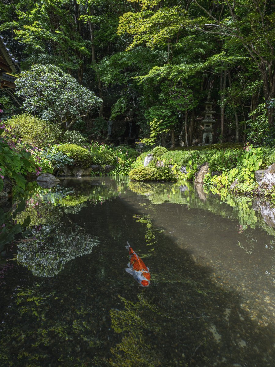 man_tac's tweet image. &amp;lt;京都寂光院の秋海棠と百日紅&amp;gt;
2023.8.29撮影

#京都 #寂光院 #秋海棠 #百日紅 
#TLを花でいっぱいにしよう 
#写真好きな人と繋がりたい 
#mysky #photography 
#SIGMA #SIGMAfp #LeicaQ2