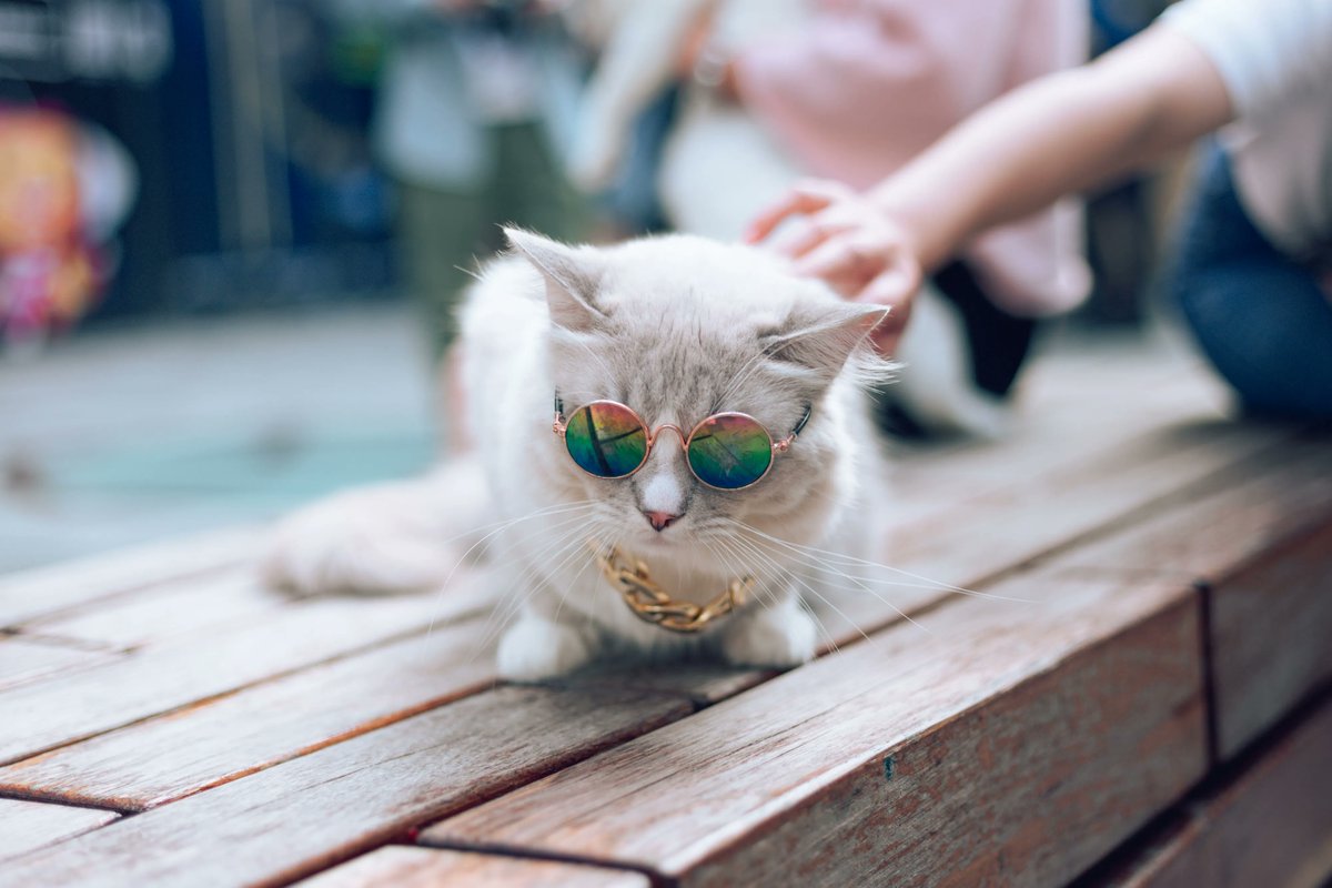 I'm ready to roll! I've got my sunglasses and my bling.
#coolcat #catmodel #cats #meow #catlovers #lovecats #catlove #catsarethebest #catsarecool #catsarelife #lovecatsforever
