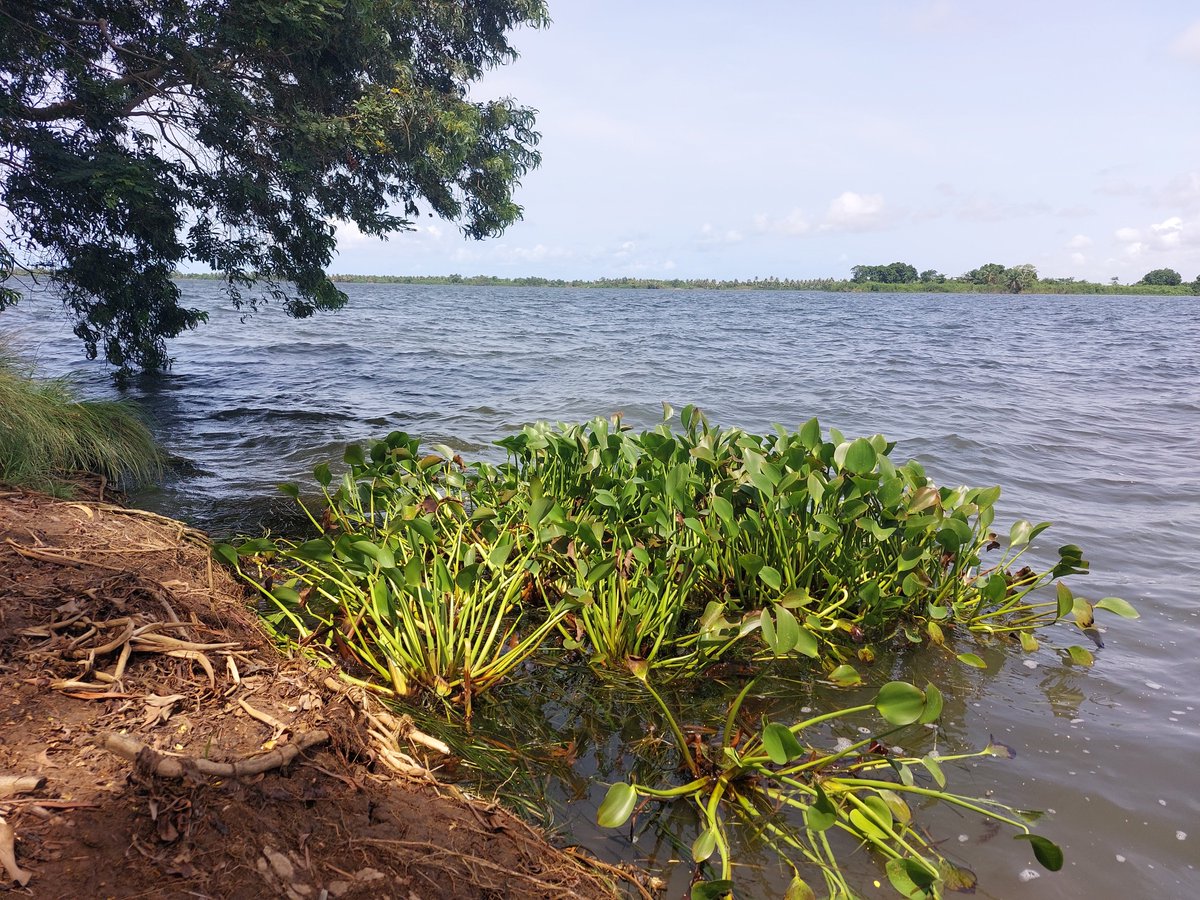 doesylvan's tweet photo. Water hyacinth enriches aquatic ecosystems. #Cimatechange is however fast-spreading water hyacinth to impede hydromobility & local fishing, thus becoming #InvasiveAlienSpecies affecting #livelihoods, food & #sustainability in #VoltaRiverEstuary. #greentech #biocompost #SDGs #NbS https://t.co/E3ttWVbSHu